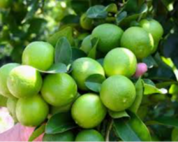Năng lực SINVIET LA